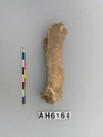 藏品(獸骨)的圖片